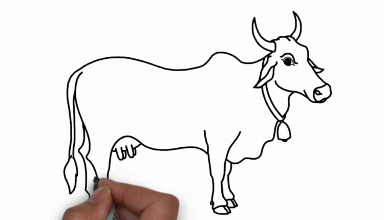 Cow Drawing for Children